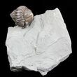 Wide, Enrolled Flexicalymene Trilobite - Ohio #57834-1